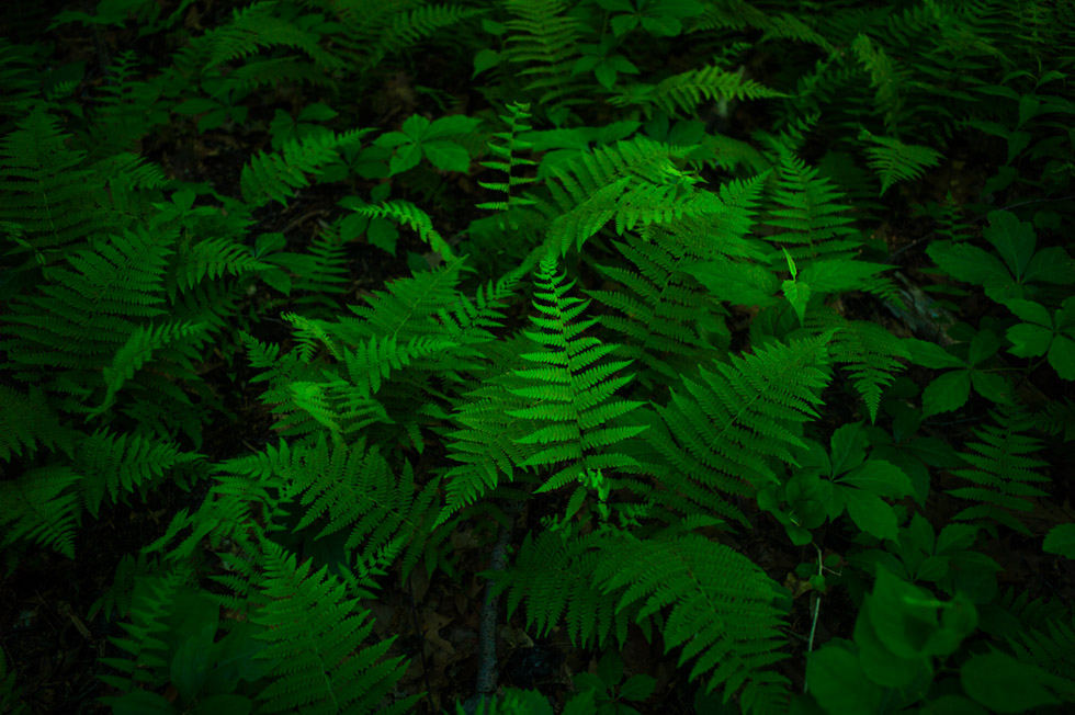 Ferns in Inwood Hill Park.