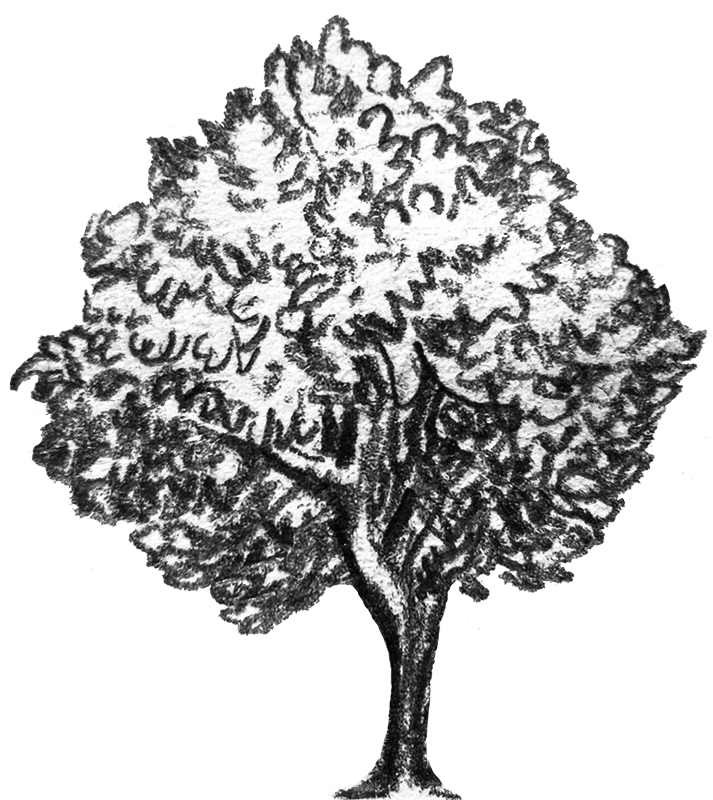 A pencil drawing of a tree.