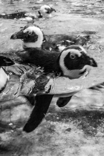 A black and white photograph of a sea bird.