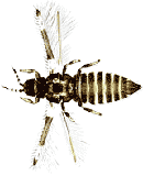A photograph of an American Bean Thrips - Caliothrips Phaseoli.