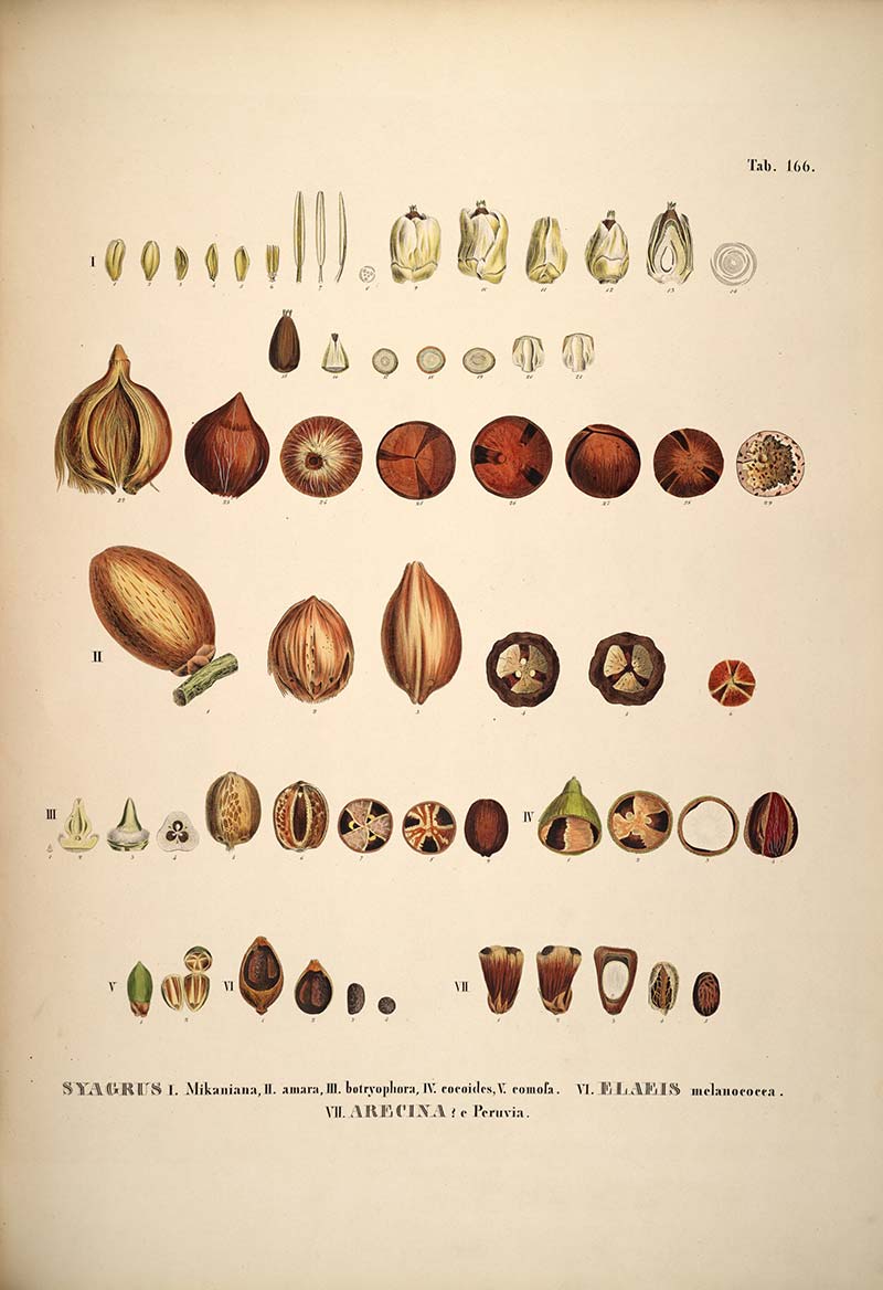 Elaeis Oleifera Kunth Cortes As Elaeis Melanococca Mart 3
