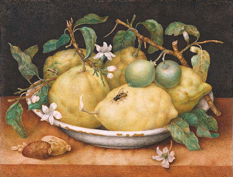 Giovanna Garzoni (Italian) Still Life With Bowl Of Citrons Google Art Project