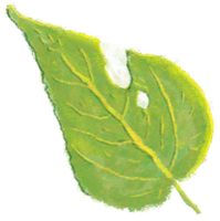 Frame-009-Leaf-Alone-t.png