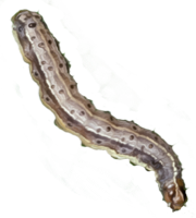 Frame-013c-Fall-Army-Worm-t.png