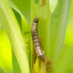 Random abstract image