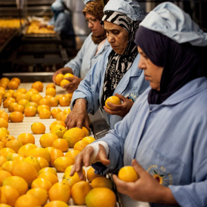 Plant health experts inspecting fruits on a conveyor belt