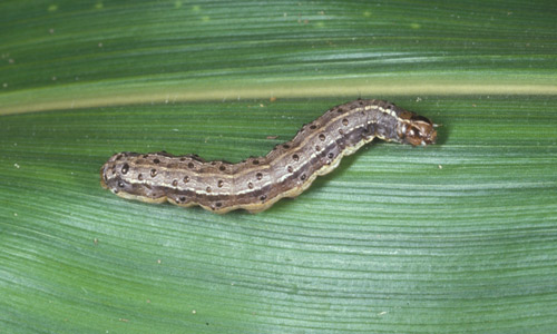 Fall Army Worm (Spodoptera frugiperda).