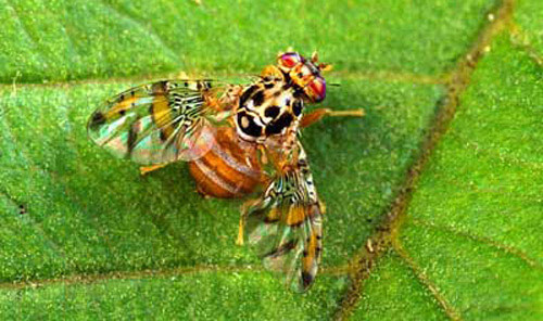 Fall Army Worm (Spodoptera frugiperda).