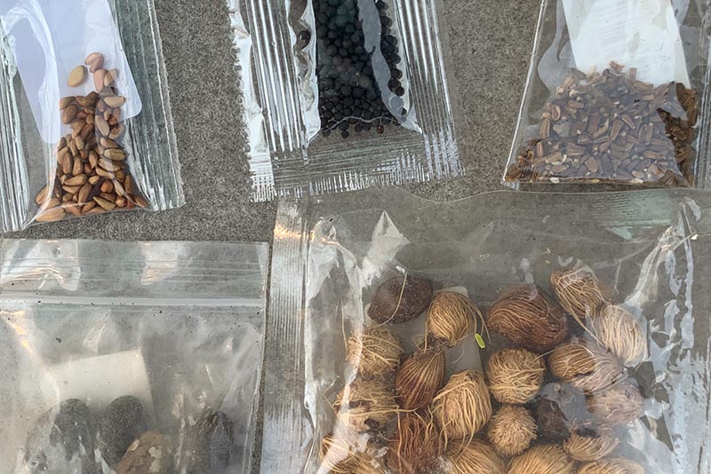 This package of seeds, sent to a U.S. resident, was tested by the U.S Department of Agriculture (USDA), Animal and Plant Health Inspection Service (APHIS) to determine if they carry any pests or diseases of concern to U.S. agriculture. Unsolicited seeds, labeled as a variety of things such as beads and jewelry, have been arriving in mailboxes around the nation, prompting investigation by USDA.