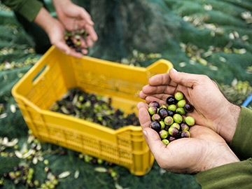 12 November 2012, Benevento, Italy - An employee displaying freshly-picked olives during harvesting in the grounds of Industria Olearia Biagio Mataluni Srl's factory.