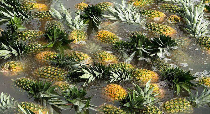 Pineapples floating in water.