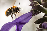 Bee approaching flower.