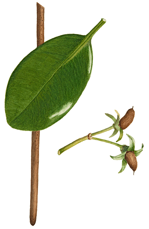 Color illustration of a leaf and twig.